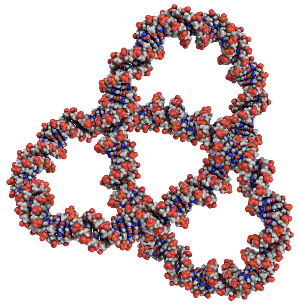 DNA morphing